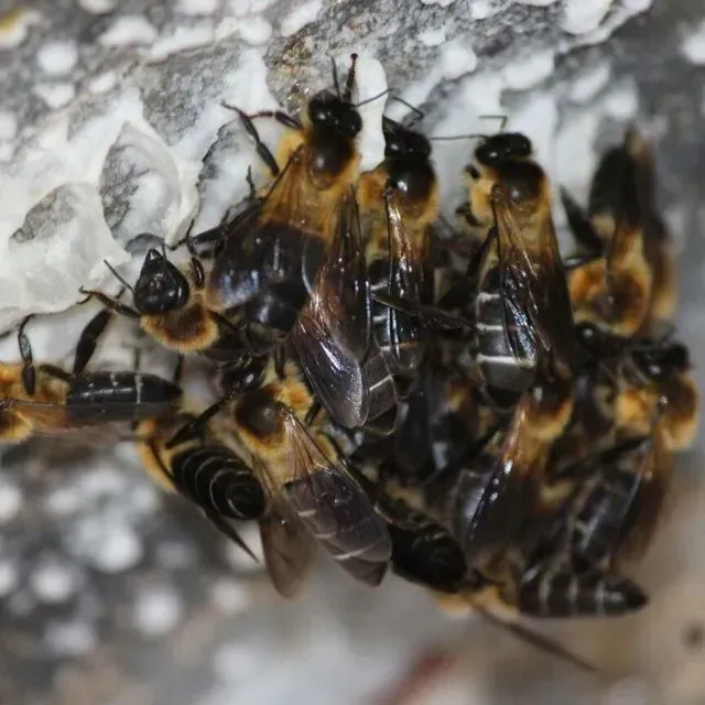 thumbnail for publication: Himalayan Giant Honey Bee, Cliff Honey Bee (suggested common names) Apis laboriosa Smith (Insecta: Hymenoptera: Apidae)